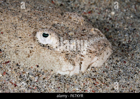 Whitemargin Stargazer, Uranoscopus Sulphureus, Komodo National Park, Indonesien Stockfoto