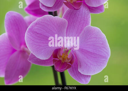 Rosa Blume eine indoor kommerzielle Topf gewachsen Motte Orchidee Phaleanopsis Stockfoto
