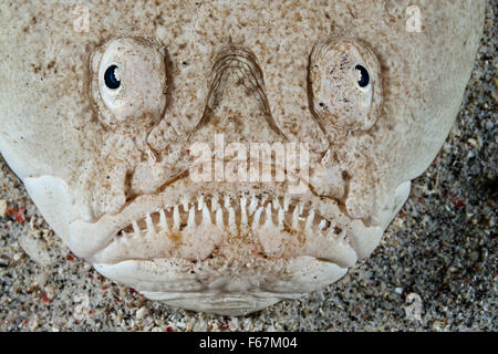 Whitemargin Stargazer, Uranoscopus Sulphureus, Komodo National Park, Indonesien Stockfoto