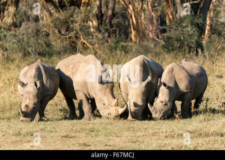 Vier weiße Nashörner (Ceratotherium Simum), Fütterung, Lake-Nakuru-Nationalpark, Kenia Stockfoto