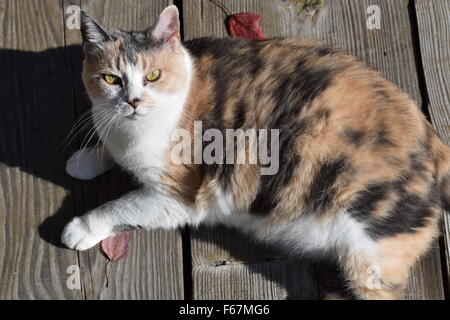 Eine fette Katze liegt auf einem Dock in der Sonne, posiert für die Kamera und versucht, ein Streichelzoo locken. Stockfoto