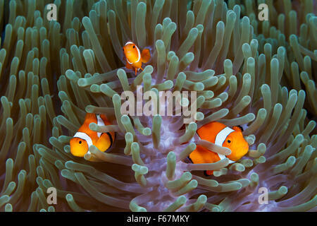 Clown Anemonefishes, Amphiprion Ocellaris, Komodo National Park, Indonesien Stockfoto