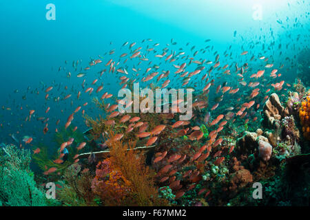 Anthias über Coral Reef, Pseudanthias Squamipinnis, Komodo National Park, Indonesien Stockfoto