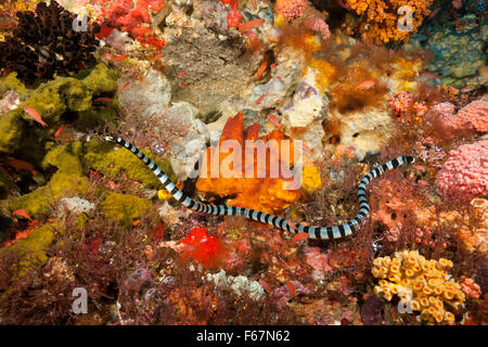 Beringte Seeschlange Laticauda Colubrina, Komodo National Park, Indonesien Stockfoto