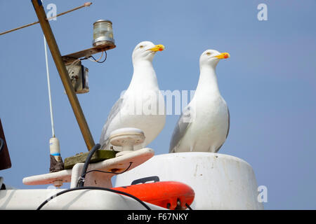 Möwen halten Ausschau auf einem Boot, Hastings, East Sussex, England, UK. bhz Stockfoto