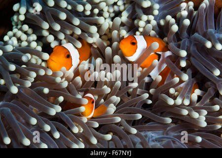 Clown Anemonefishes, Amphiprion Ocellaris, Bali, Indonesien Stockfoto