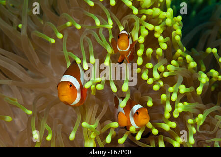 Clown Anemonefishes, Amphiprion Ocellaris, Bali, Indonesien Stockfoto