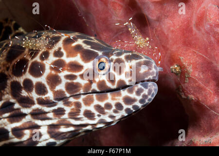 Honeycomb Moray gereinigt von Garnelen, Gymnothorax Isingteena, Bali, Indonesien Stockfoto