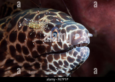 Honeycomb Moray gereinigt von Garnelen, Gymnothorax Isingteena, Bali, Indonesien Stockfoto