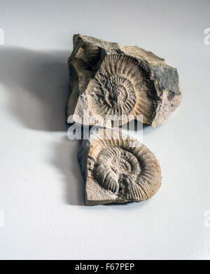 Ammonit Fossil und seine Besetzung in Split rock Stockfoto