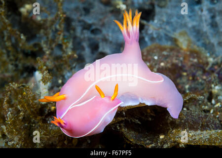 Rosa Dorid Nacktschnecken, Hypselodoris Bullockii, Bali, Indonesien Stockfoto