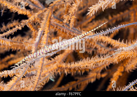 Nadel-Garnelen auf Black Coral, Tozeuma Armatum, Bali, Indonesien Stockfoto