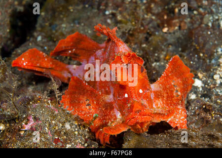 Paddel-Patte Drachenköpfe, Rhinopias Eschmeyeri, Bali, Indonesien Stockfoto