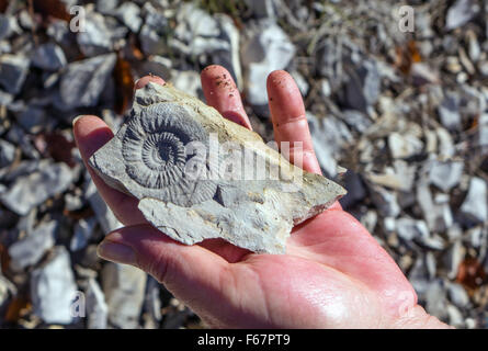 Ammonit Fossil Rock in der hand gehalten, Stockfoto