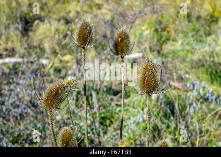 Fünf Quasten Köpfe (Dipsacus Fullonum) im Herbst Sonnenlicht Stockfoto