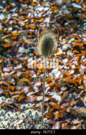 Einsame Karde (Dipsacus Fullonum) im Herbst Sonnenlicht Stockfoto