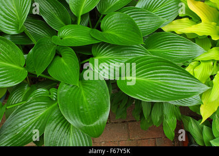 Schöne reiche grüne Blätter einer 'Devon Green' Hosta Pflanze zeigt die feine Riffelung der Blätter. Stockfoto