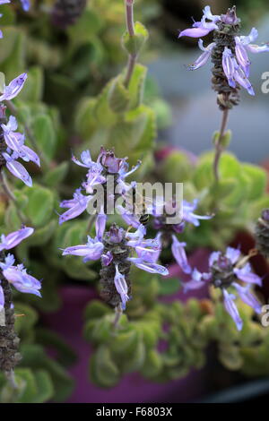 Definitionen Plectranthus Caninus, Colues Canina Blume Stockfoto