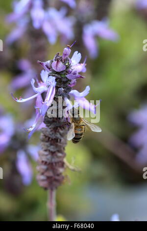 Definitionen Plectranthus Caninus, Colues Canina Blume Stockfoto