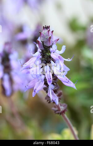 Definitionen Plectranthus Caninus, Colues Canina Blume Stockfoto