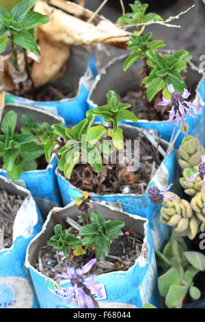 Mentha X piperita f.citrata oder bekannt als Basilikum Minze in eine gebrauchte Milchtüte gepflanzt Stockfoto