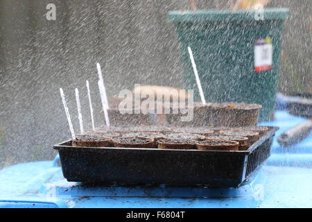 Tränken Samen Fach gefüllt mit Blumenerde mischen bereit für die Bepflanzung Stockfoto