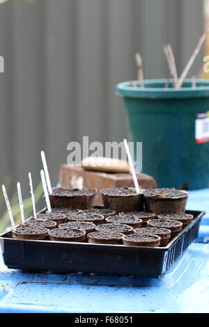 Samen Schale gefüllt mit Blumenerde mischen bereit für die Bepflanzung Stockfoto