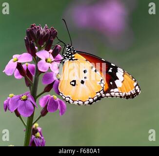 Schmetterling auf Blume Stockfoto