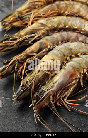 Rohe, ungeschälte Riesengarnelen auf schwarzem Schiefer Hintergrund. Stockfoto