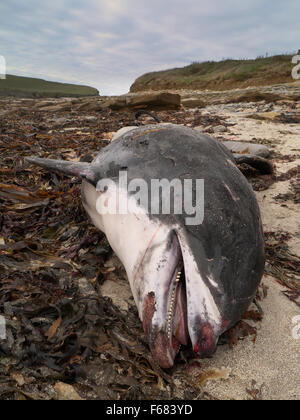 Tot Gemeiner Delfin Stockfoto