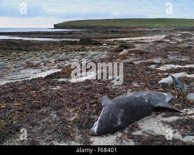 Tot Gemeiner Delfin Stockfoto