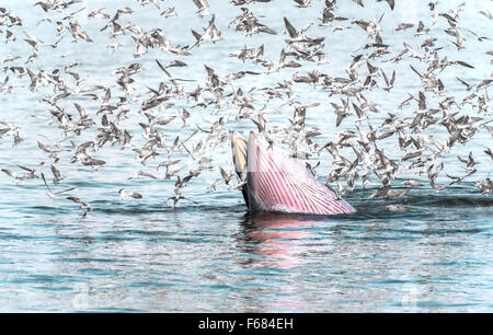 Bryde Wal, Wal Edens Fisch zu Essen in den Golf von Thailand. Während viele Möwen fliegen herum. Stockfoto