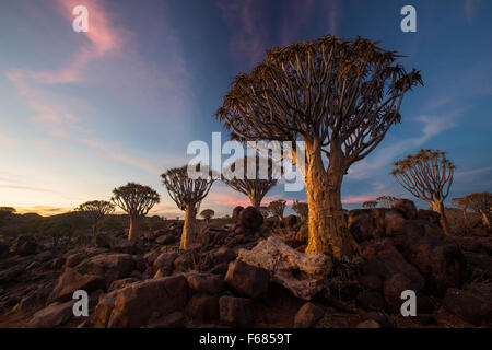 Köcher Tree Forest National Monument bei Sonnenuntergang, Namibia, Afrika Stockfoto