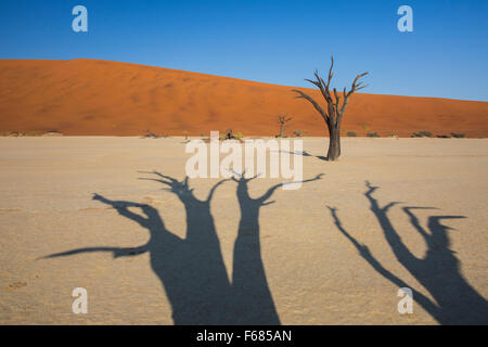 Schatten der ausgetrockneten Kamel-Thorn-Bäume im Deadvlei bei Sonnenaufgang, Namibia, Afrika Stockfoto