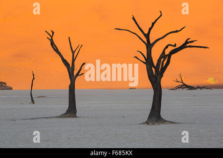 Dehydriertes Kamel-Thorn-Bäume im Deadvlei bei Sonnenaufgang, Namibia, Afrika Stockfoto