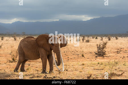 Einen roten Elefanten von Tsavo Ost mit extrem langen Stoßzähnen in Kenia Afrika. Stockfoto