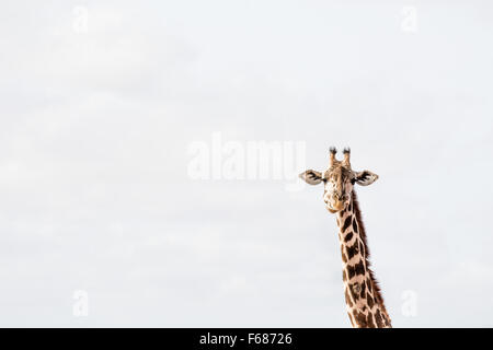 Der Kopf einer kauen Giraffe infront von einem weißen afrikanischen Himmel. Stockfoto