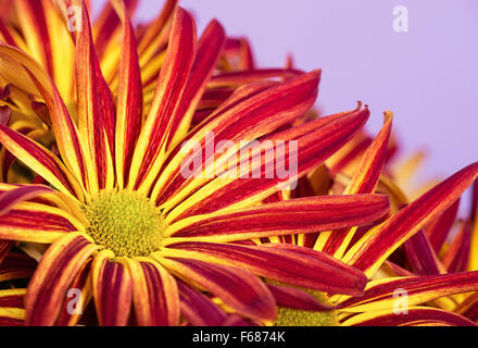 Leuchtend rote gelbe Mama oder Chrysantheme Blumen closeup Stockfoto