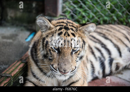 Tiger ruht in seinem Käfig Stockfoto