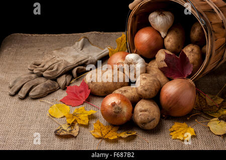 Geerntete Gemüse in einem Korb. Stockfoto