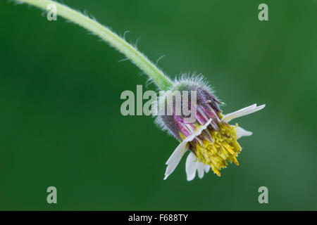 "Mexikanische Daisy", "Mantel Buttons" oder "Tridax Daisy" Blume auf grünem Hintergrund Stockfoto