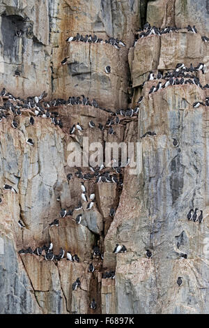 Alkefjellet Vogelklippen, bewohnt von Dick-billed wärmeren oder Brünnichs Trottellummen, Hinlopenstretet, Spitzbergen Insel Stockfoto