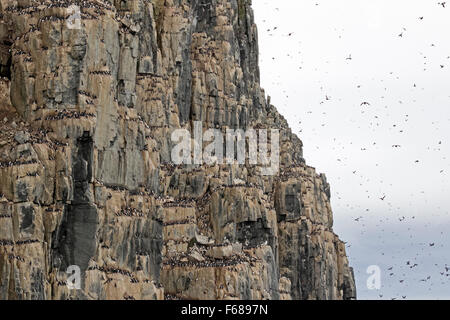 Alkefjellet Vogelklippen, bewohnt von Dick-billed wärmeren oder Brünnichs Trottellummen, Hinlopenstretet, Spitzbergen Insel Stockfoto