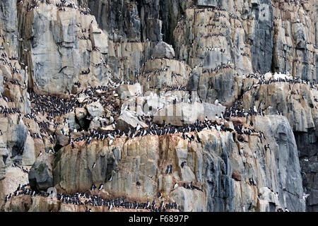 Alkefjellet Vogelklippen, bewohnt von Dick-billed wärmeren oder Brünnichs Trottellummen, Hinlopenstretet, Spitzbergen Insel Stockfoto