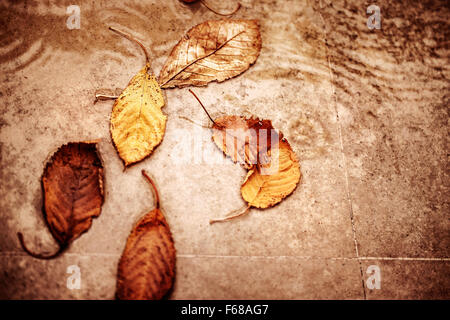 Gefallenen trockenen Herbst geht in die Pfütze, abstrakte natürlichen Hintergrund, traditionelle herbstliche Traurigkeit und Depression, Saison Änderungen Stockfoto