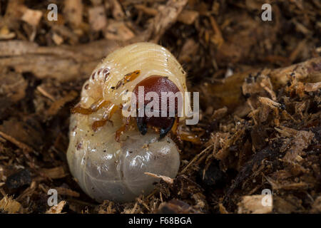 Europäische Nashornkäfer, Larve, Larven, grub, Nashornkäfer, Larve, Engerling, Käferlarve, Nashorn-Käfer, Oryctes Nasicornis Stockfoto