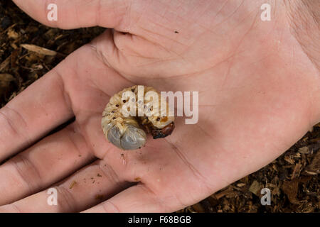 Europäische Nashornkäfer, Larve, Larven, grub, Nashornkäfer, Larve, Engerling, Käferlarve, Nashorn-Käfer, Oryctes Nasicornis Stockfoto