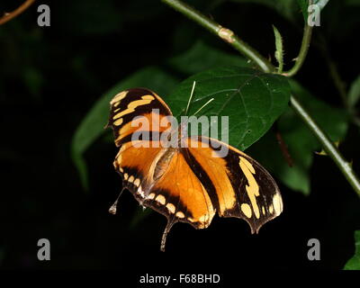 Schmetterling mit offenen Flügeln. Consul fabius Stockfoto