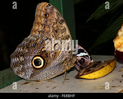 Blue Morpho Butterfly verwöhnt Frucht. Caligo sp. Stockfoto