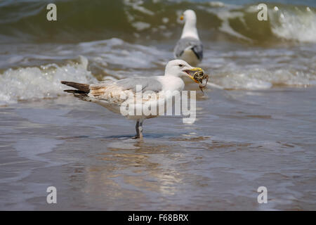 Möwen fangen eine Krabbe in einem Wasser der Nordsee in Zandvoort, Niederlande Stockfoto